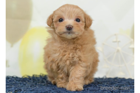 成約済の千葉県のマルプー:マルチーズ×トイプードル-226752の5枚目